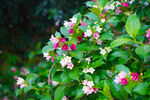 海仙花