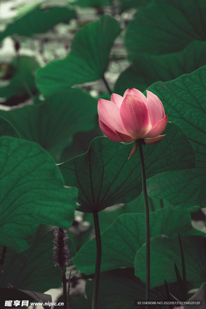 荷花