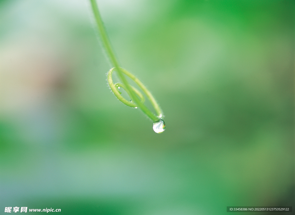 花草