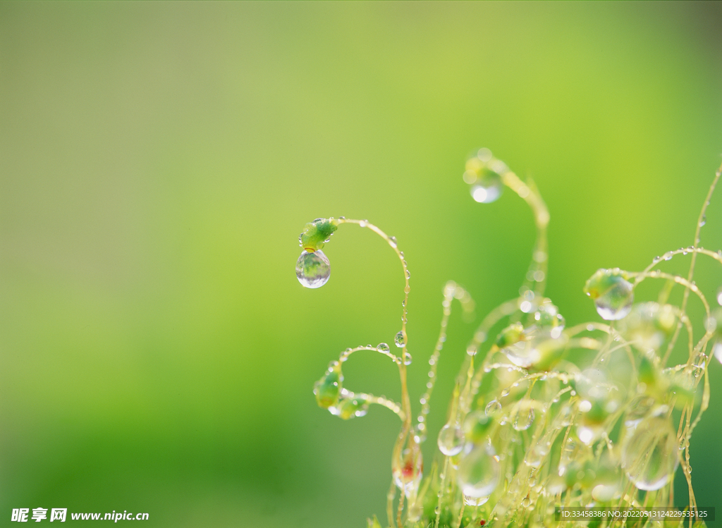 花草 