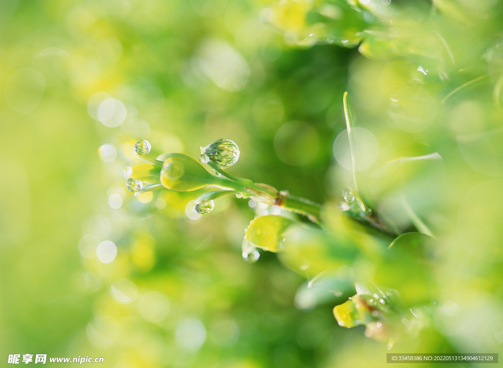 花草