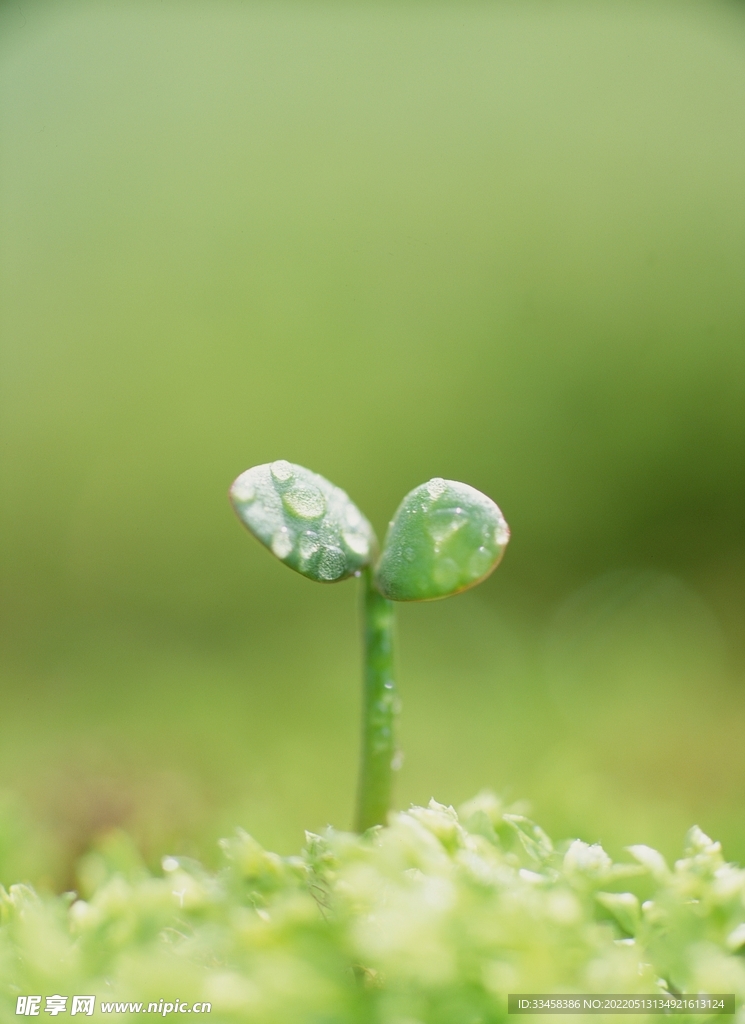 花草