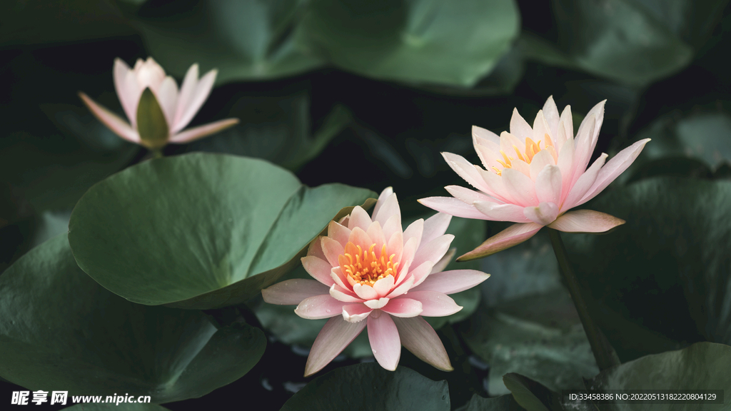 荷花