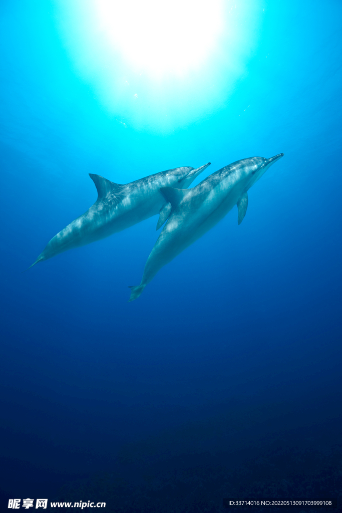 海豚 