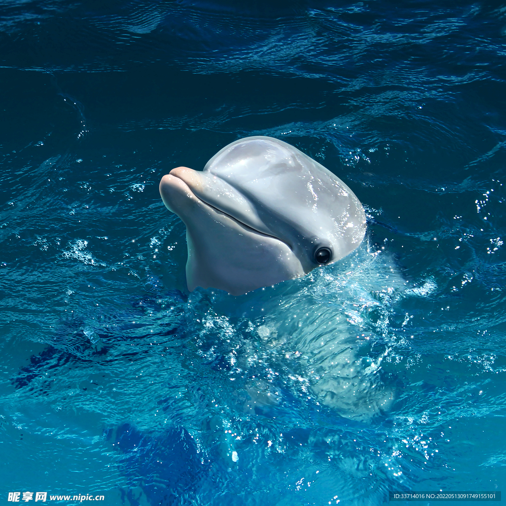 海豚  