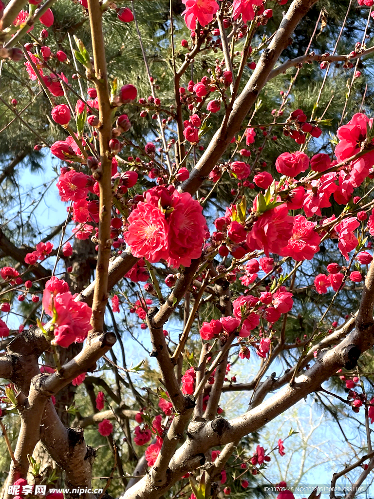 红梅花开