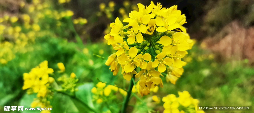 婺源 油菜花