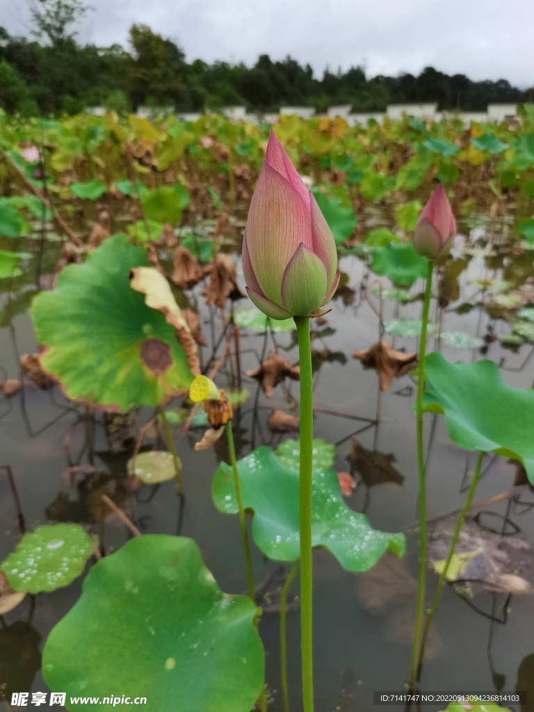 荷包 花蕾  