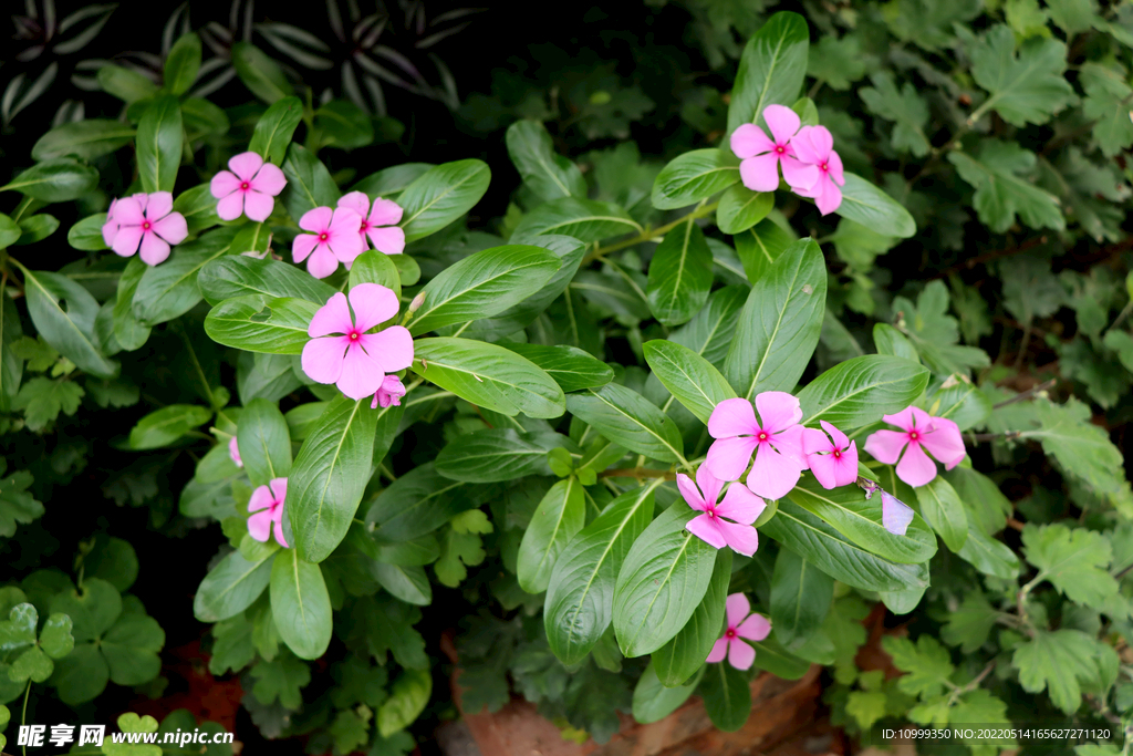 逸棵长春花