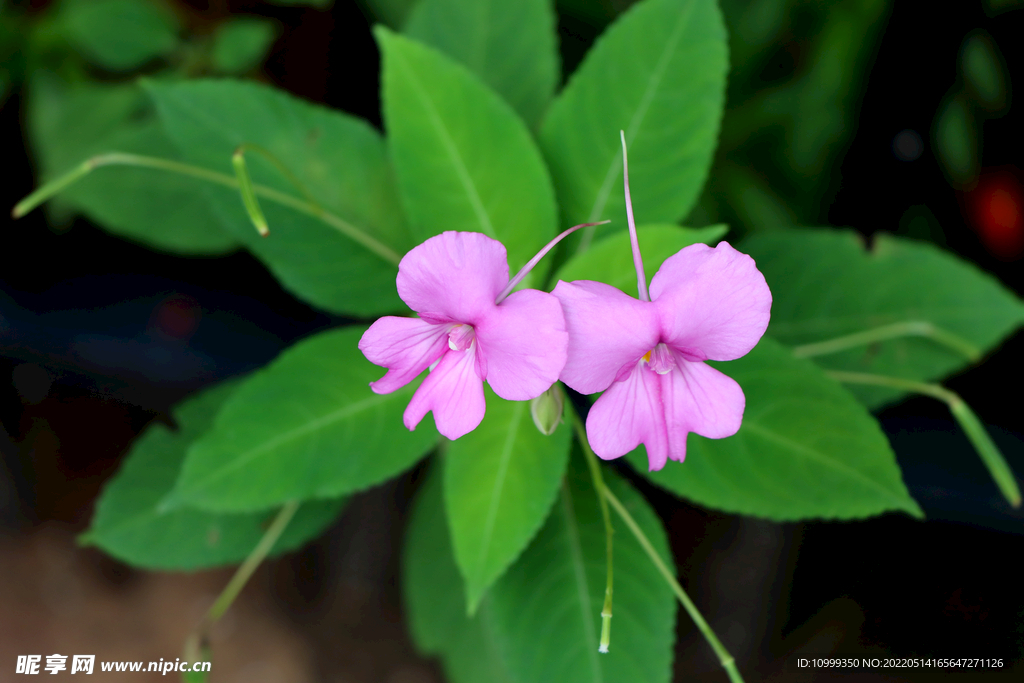 风仙花