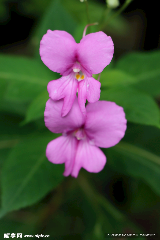 风仙花