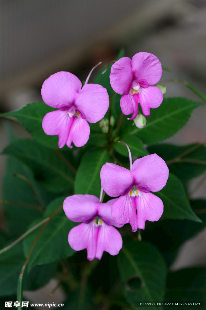 风仙花