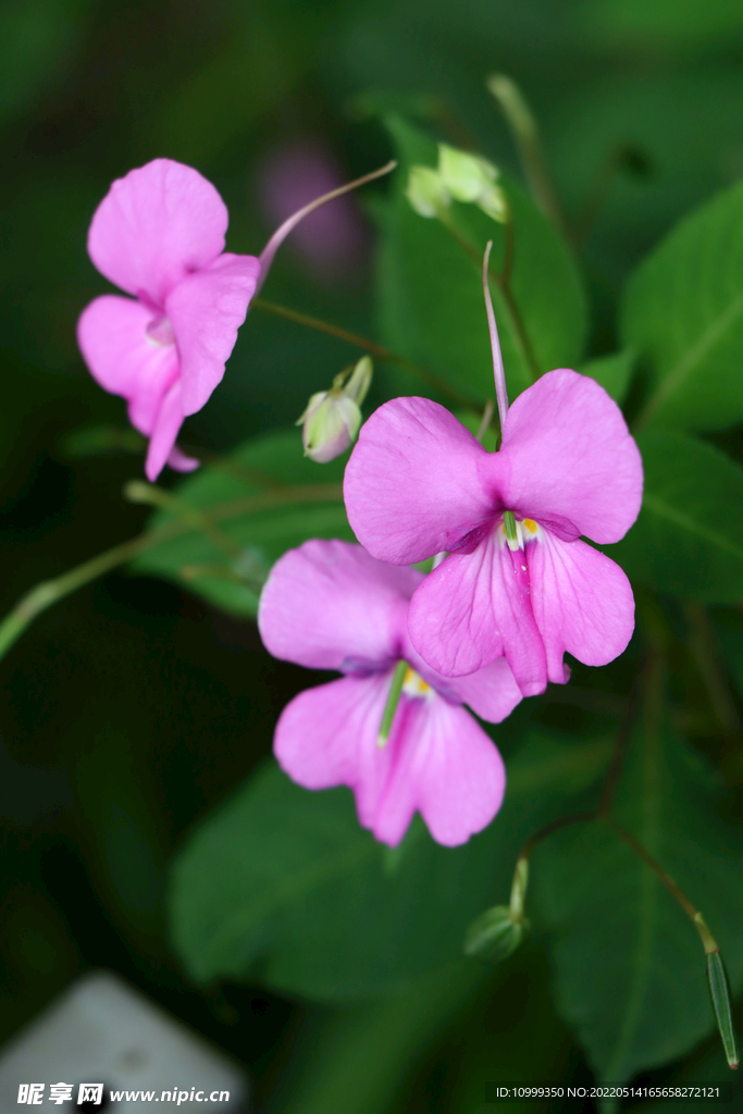 风仙花