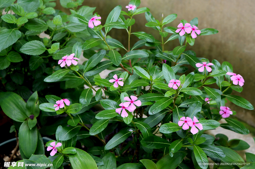 逸棵长春花