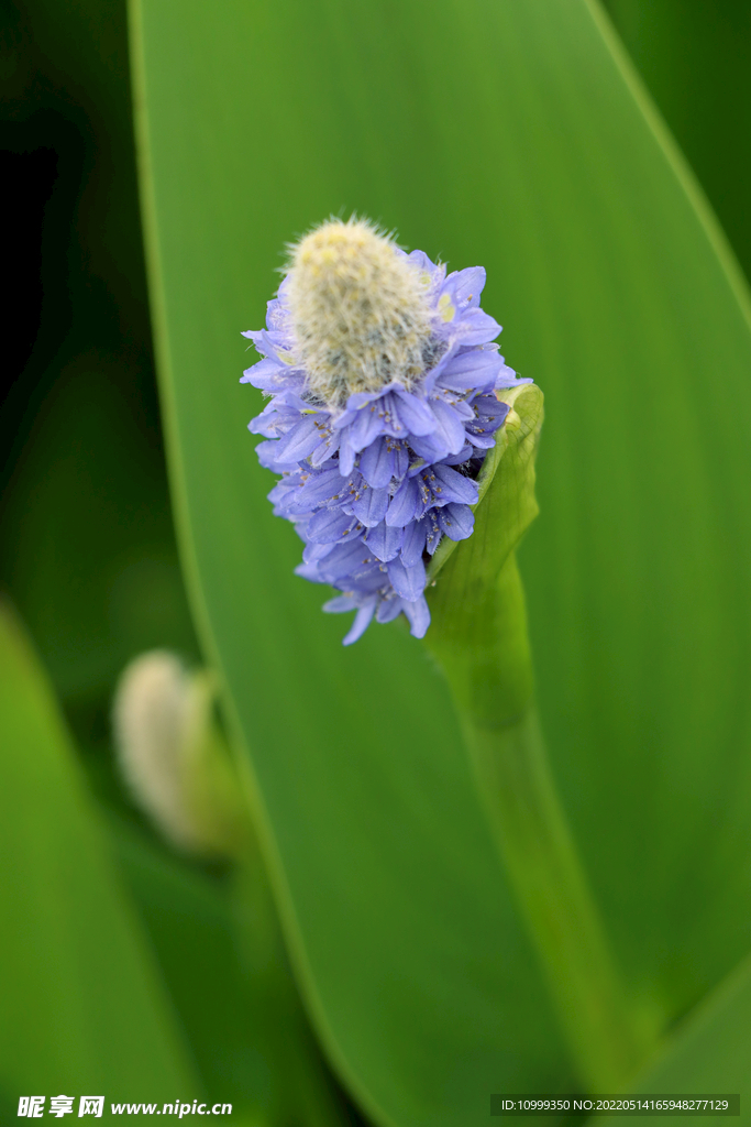 梭鱼草花