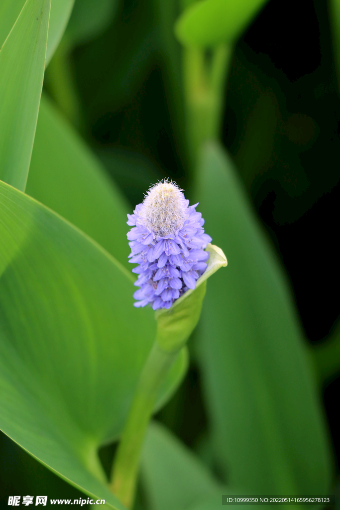 梭鱼草花