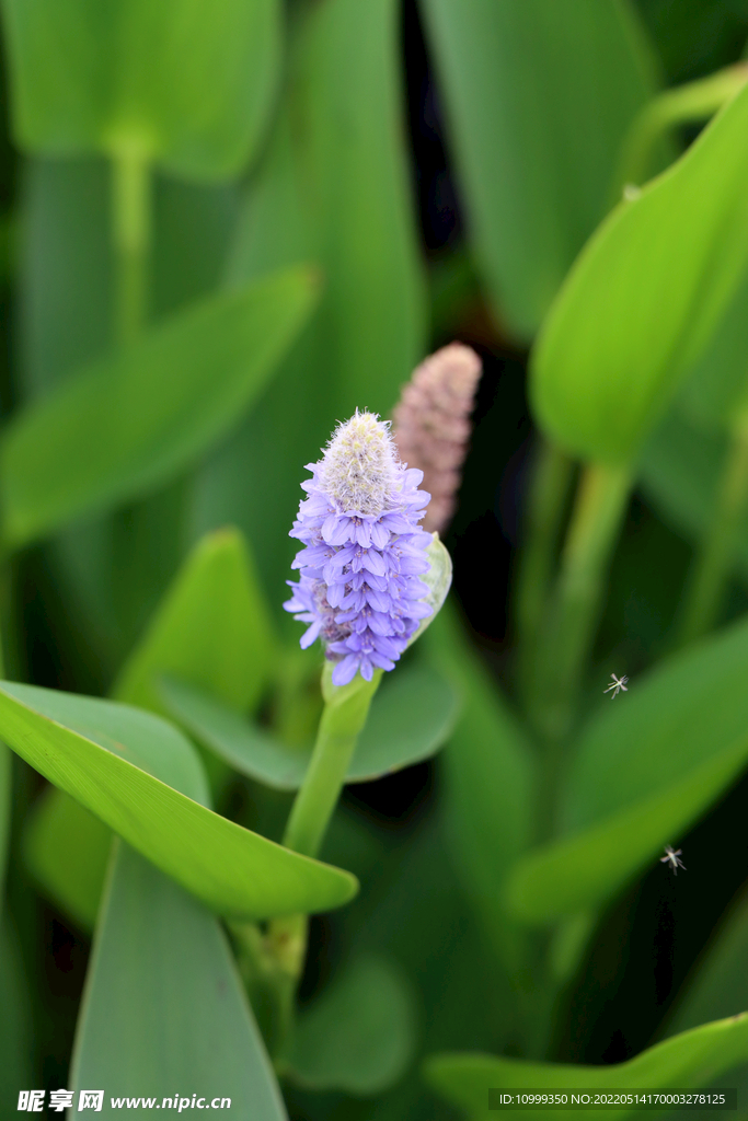 梭鱼草花