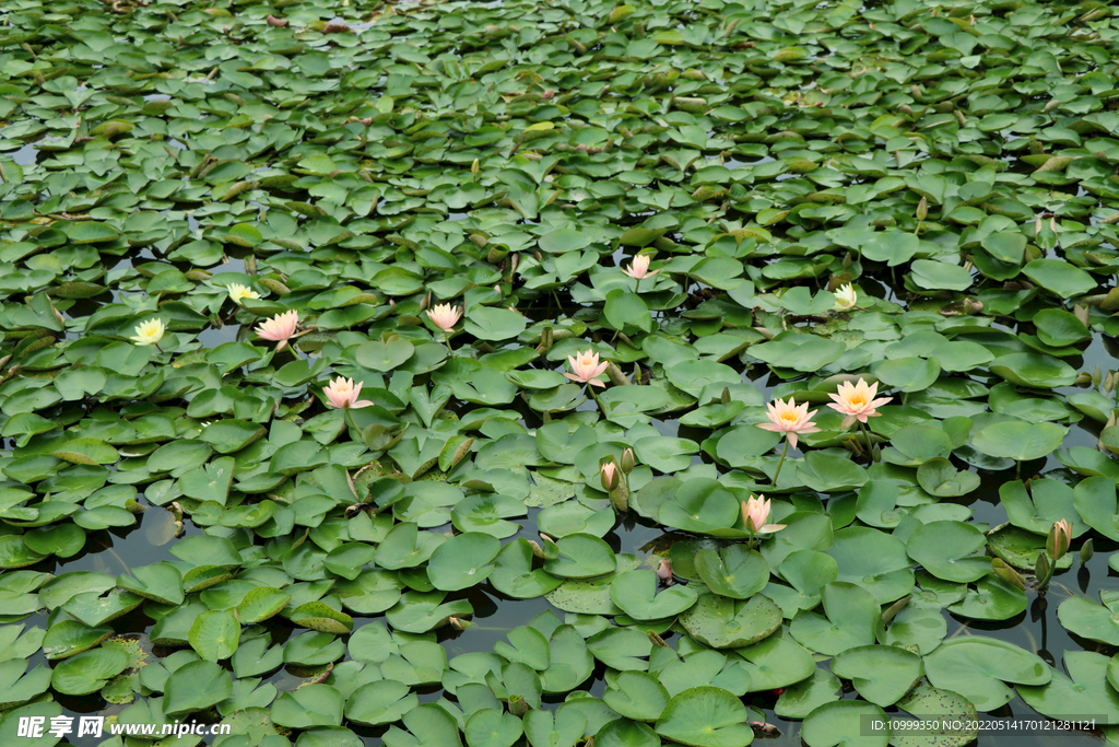 睡莲花