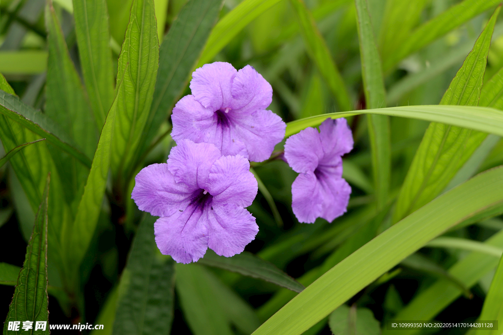 牵牛花