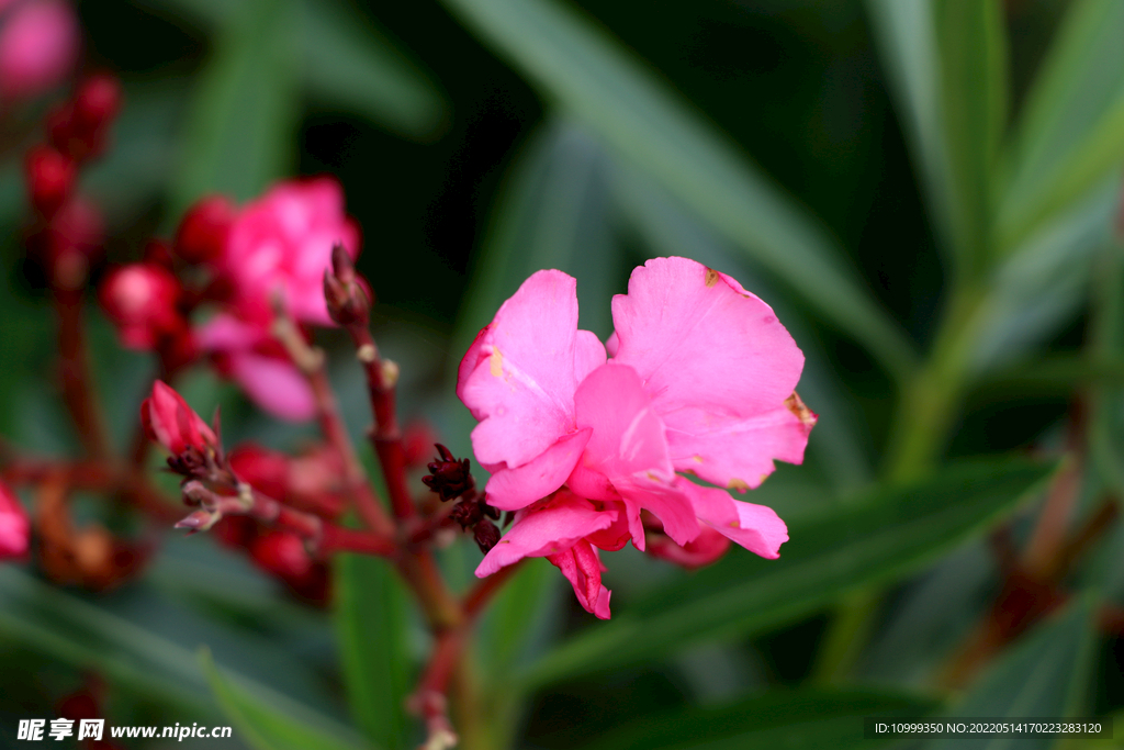 夹竹桃花