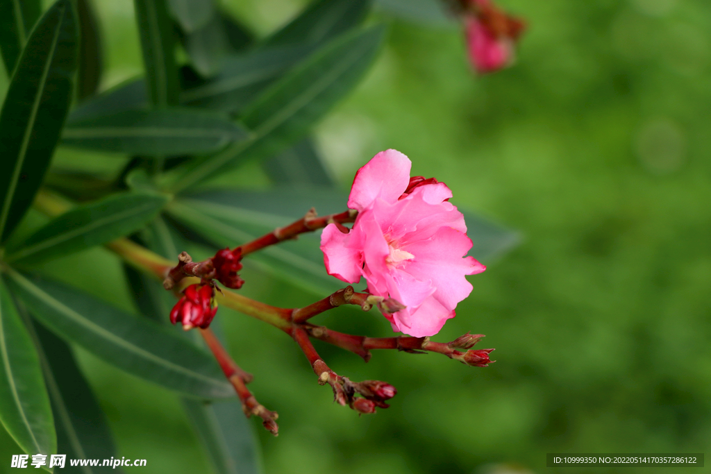 夹竹桃花