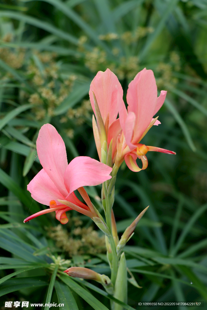 美人蕉粉花