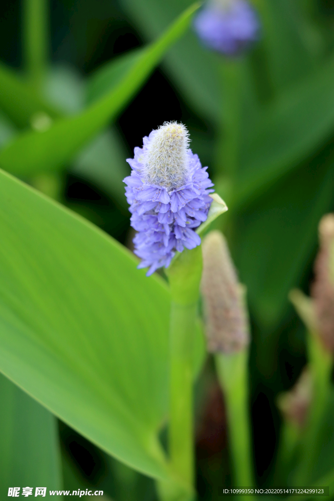  梭鱼花