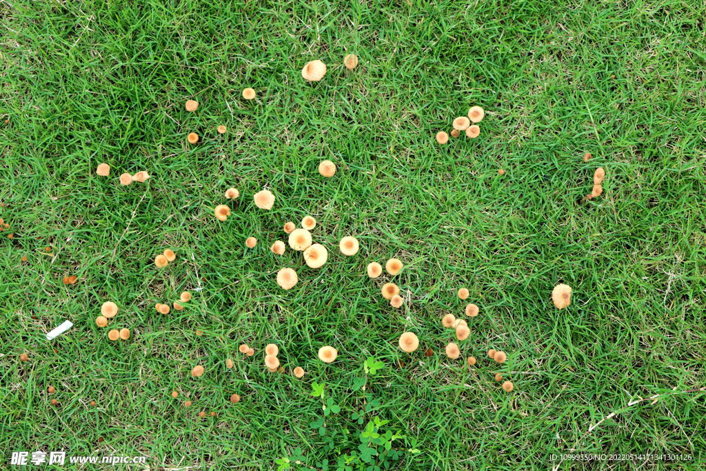 绿草地野蘑菇
