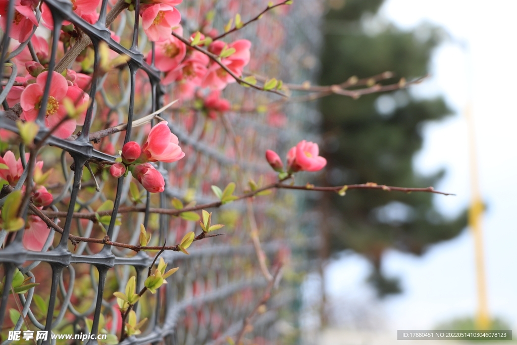花卉