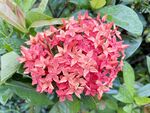 龙船花