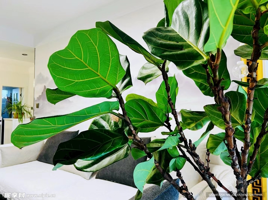 临水照影