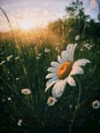 花 