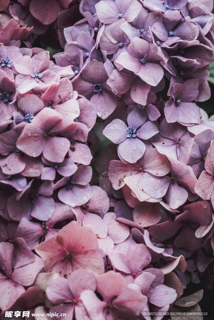 花 