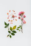 花 