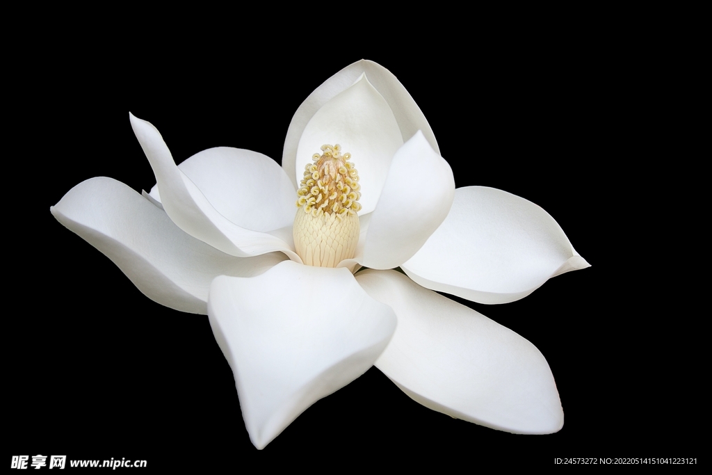 花 