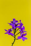 花