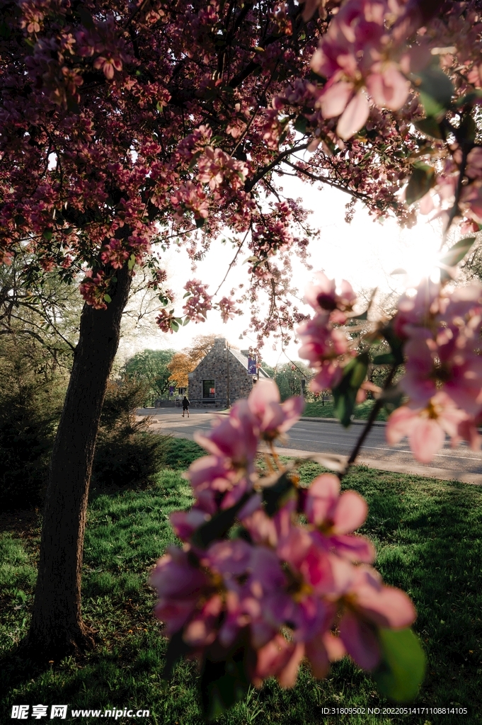 树与花