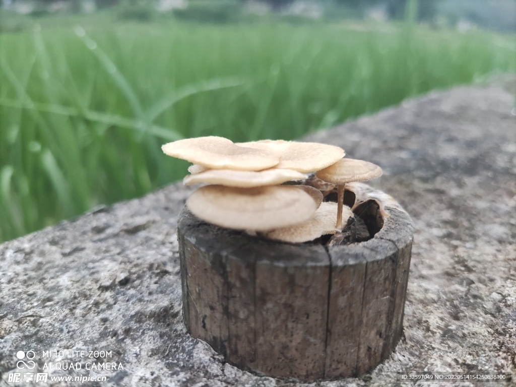 蘑菇