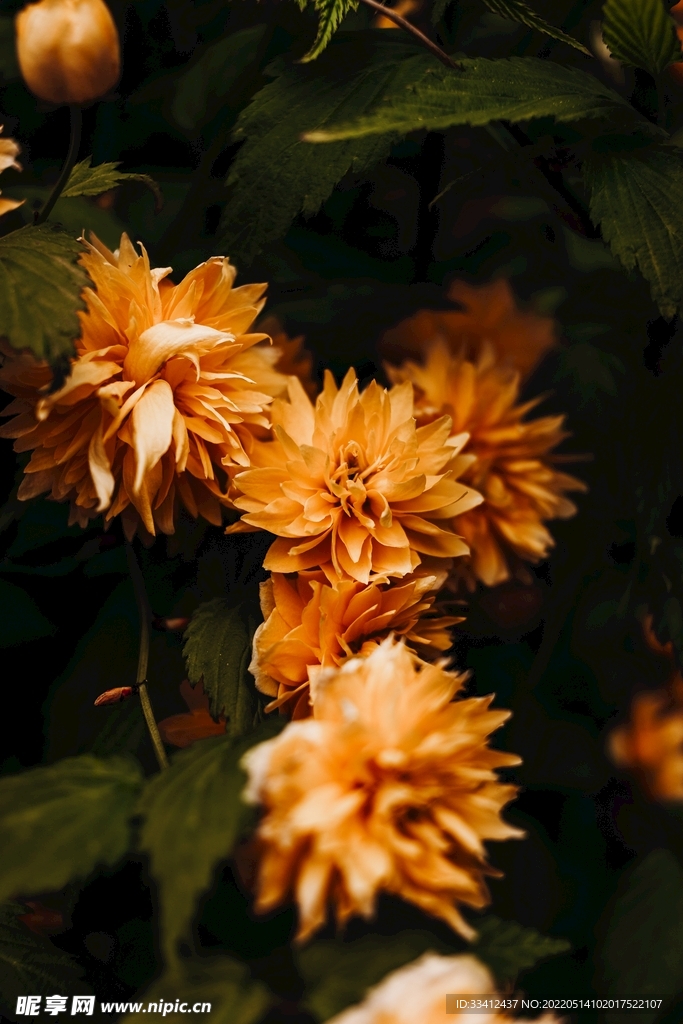花