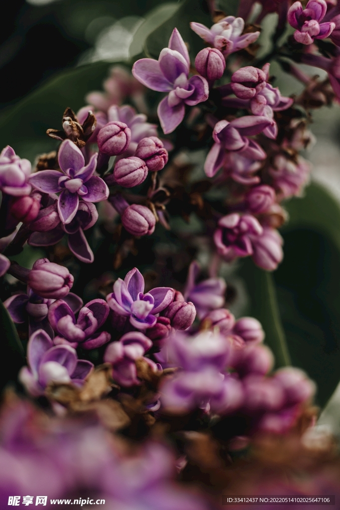 花