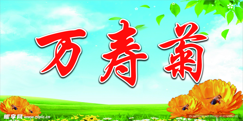 万寿菊