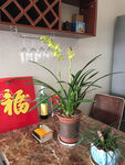盆栽兰花