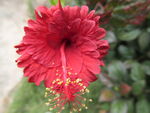 扶桑花