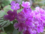 紫色小花