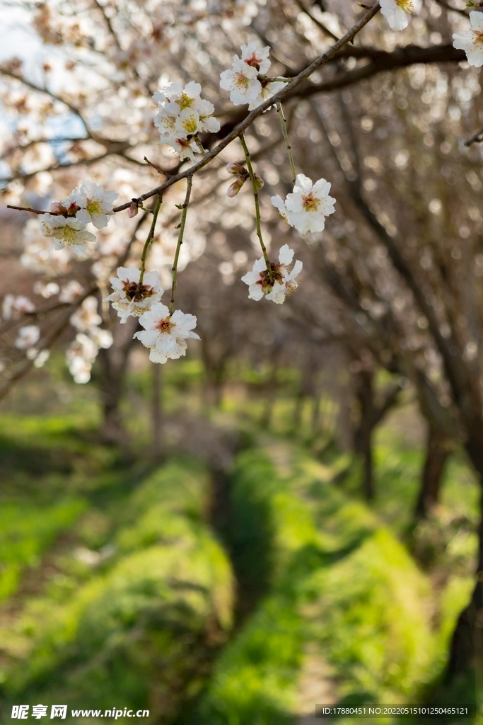 樱花