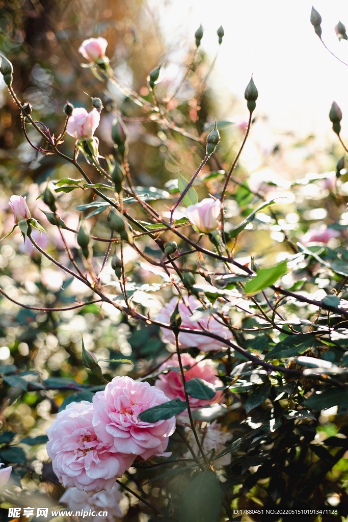 月季花