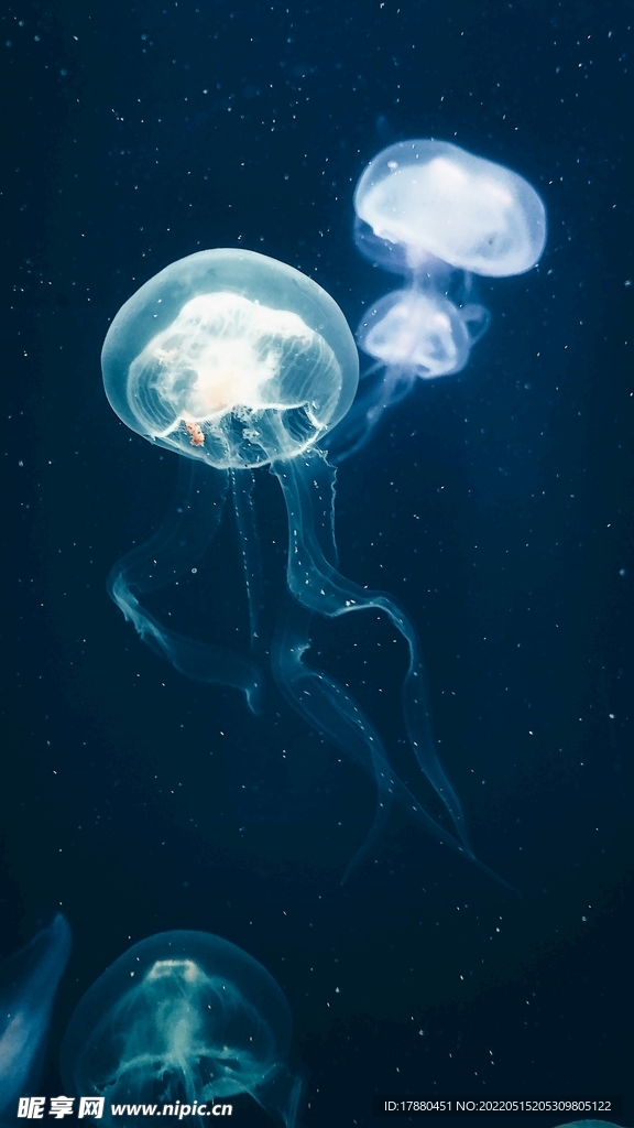水母