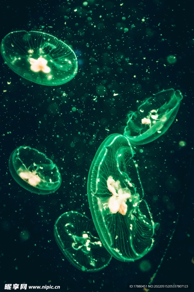 水母