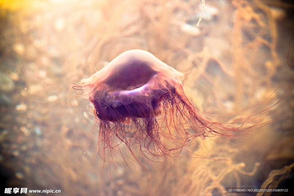 水母