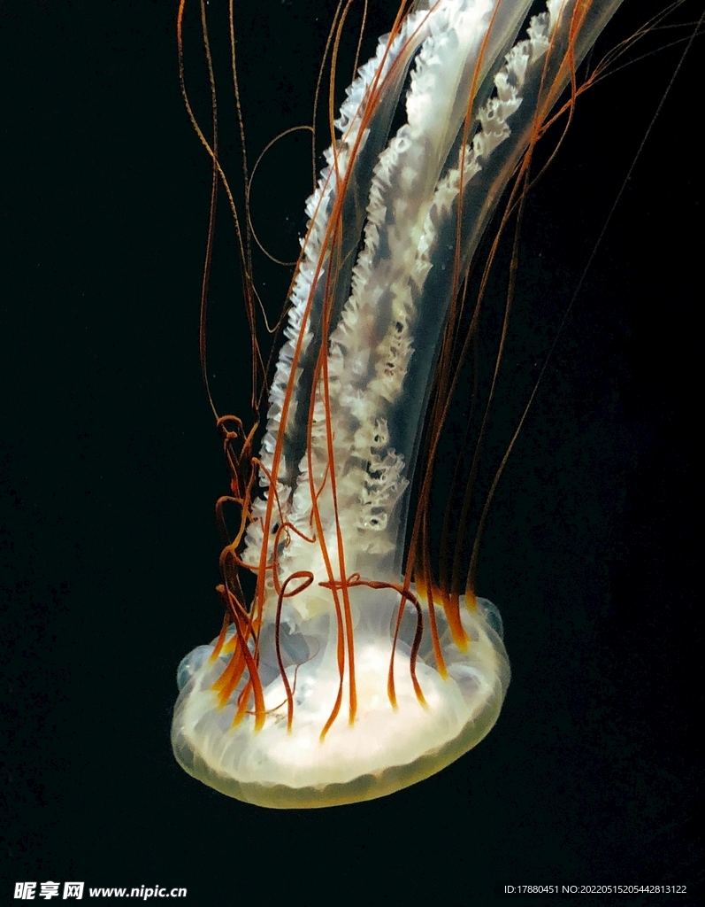 水母